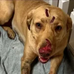 Heroic Labrador Retriever