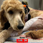 wedding fund to save dog