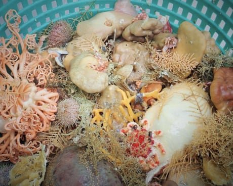 Scientists find nine new sponge species in glimpse of Alaska’s deep-sea diversity