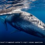 do whales grieve