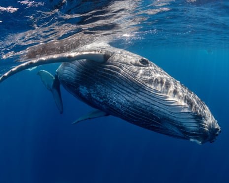 A humpack whale