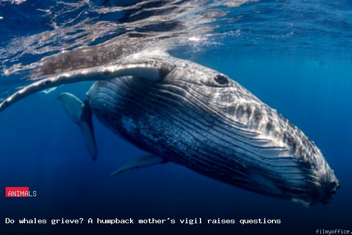 do whales grieve