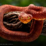 rattlesnake blood antivenom